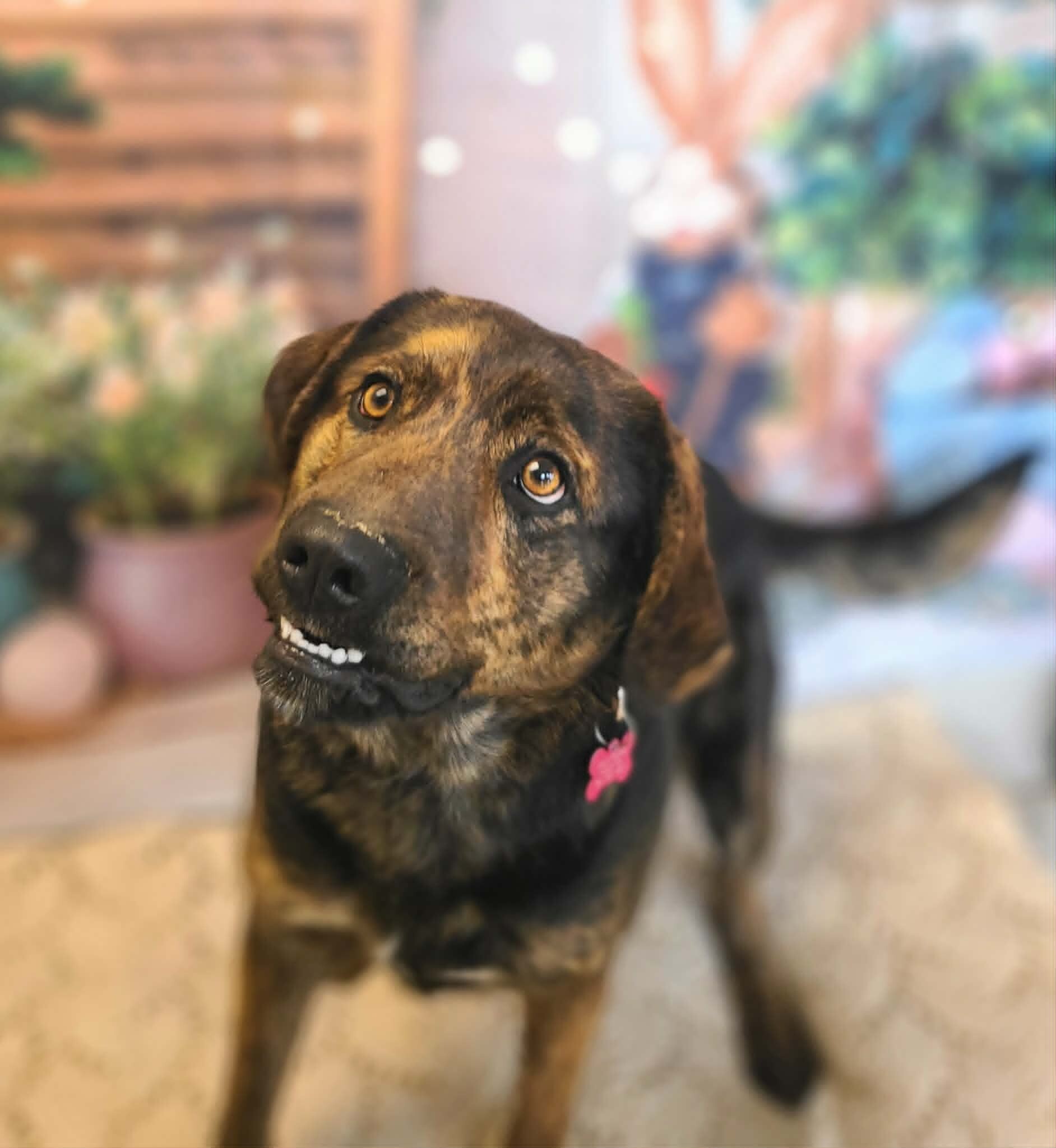 Picture of the Animal Listed